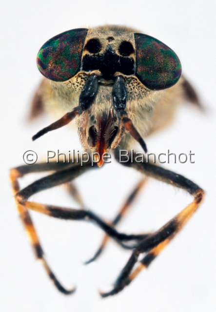 Haemopota pluvialis.JPG - Haematopota pluvialis 2 (Portrait)Taon des pluiesCleg FlyDipteraTabanidaeFrance